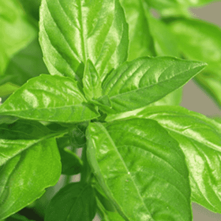 Leaf Acetate or CIIS III Hexanol Peppermint Oils